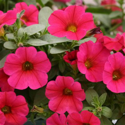 Calibrachoa Supercall Cherry
