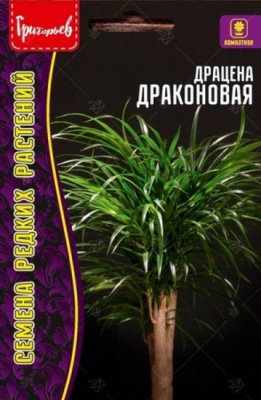 Драцена Драконовая