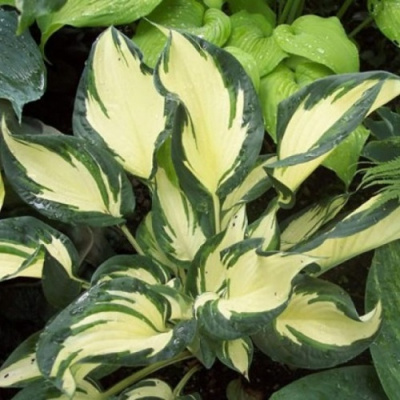 Hosta Morning Star2