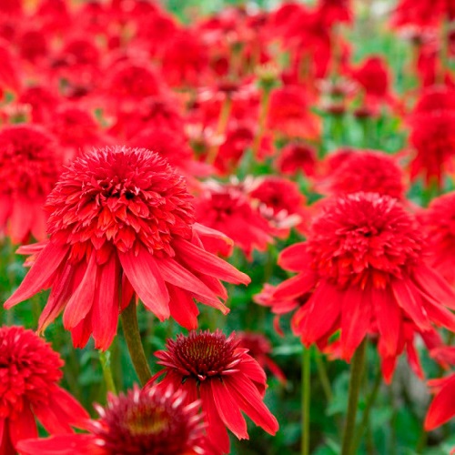 Echinacea Eccentric_2