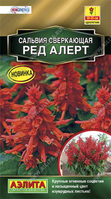Сальвия Ред Алерт, сверкающая