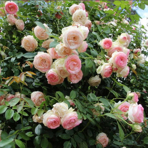 Rosa Grimpant Pier de Ronsard_4