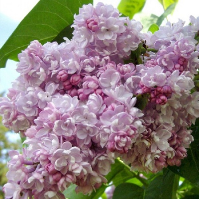 Syringa vulgaris Bell de Nancy