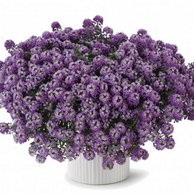 Alyssum Stream Deep Lavender