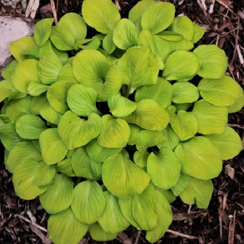 Hosta Sun Mouse