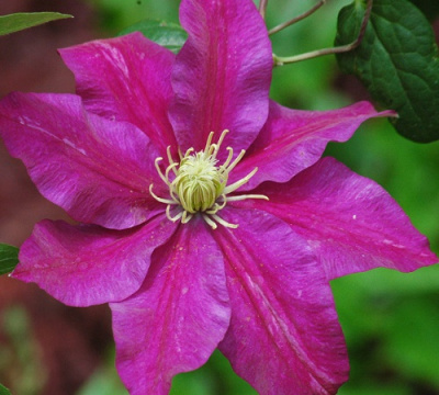 Clematis Sunset