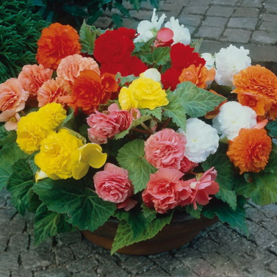Begonia tuberhybrida NonStop Mix