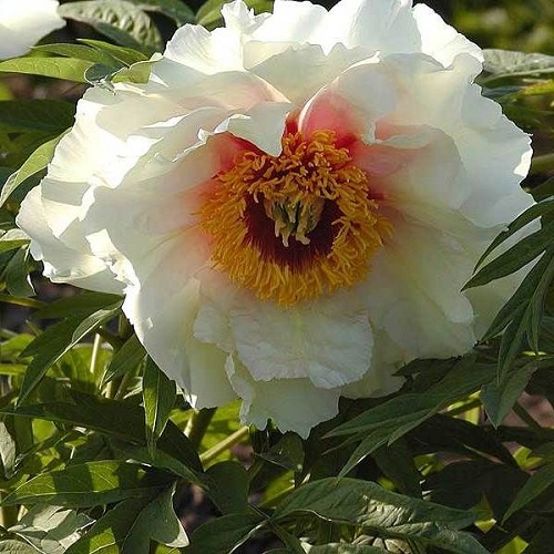 Paeonia Helene Martin_3