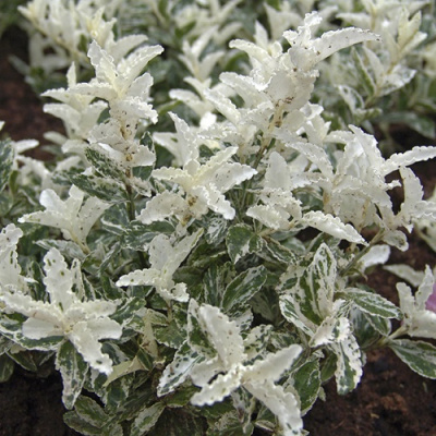 Euonymus fortunei Harlequin