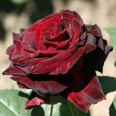 Rose Pearl Noire