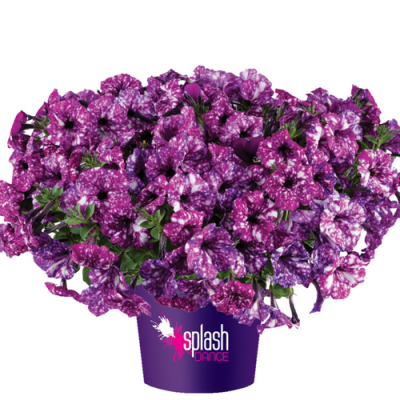 Петуния Сплэш Дэнс Виолет Вог (Splash Dance Violet Vogue)