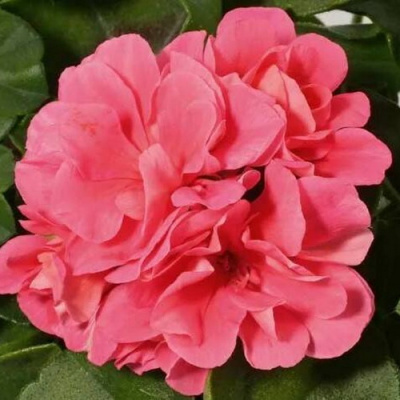 Super Pink