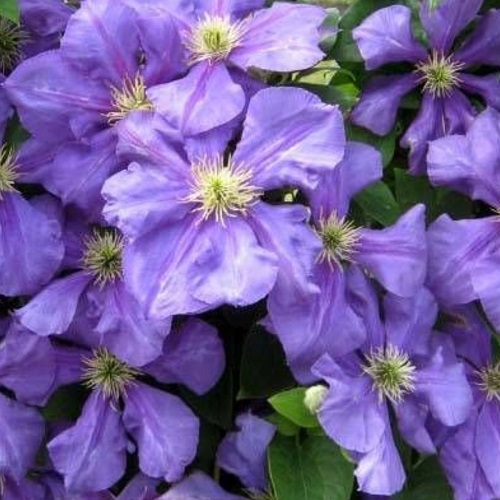 Clematis General Sikorski1