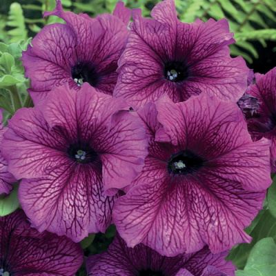 Petunia grandiflora Festival Plum