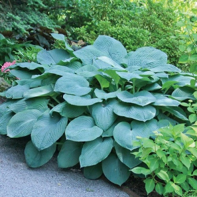 Hosta hybrid Bressingham Blue