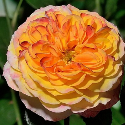Rose Georges Denjean