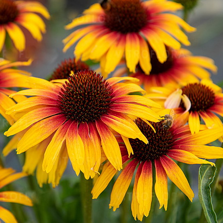 Echinacea Parrot_1