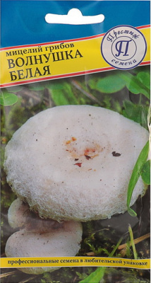 Грибы Мицелий Волнушка белая