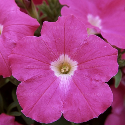 Petunia grandiflora Lupo Rose