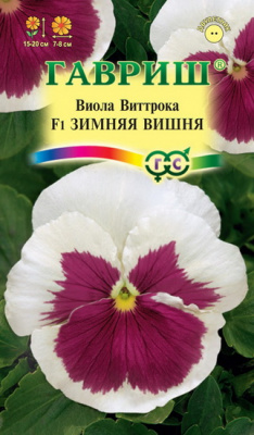 Виола Зимняя вишня