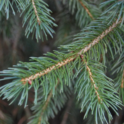 Picea thianschanica_2