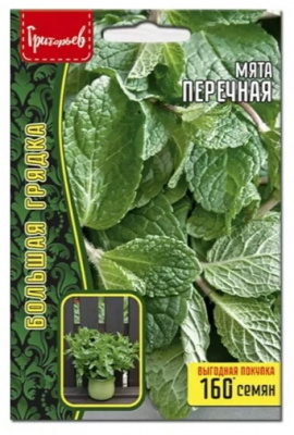 мята перечная