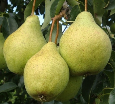 Grusha_Tajozhnaya