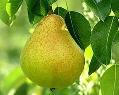 Груша Крупная Сладкая