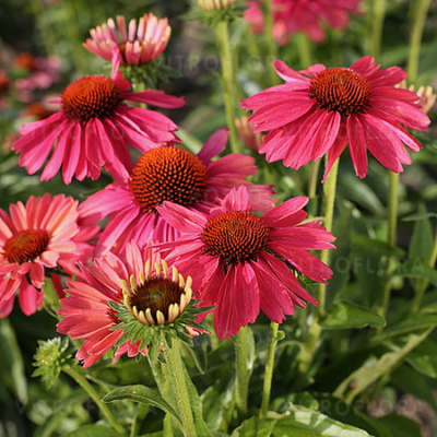 Echinacea Meditation Cerise_1