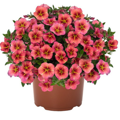 Calibrachoa Tik Tok Orange