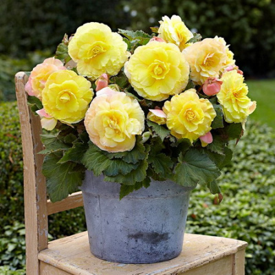 Begonia Superba Yellow