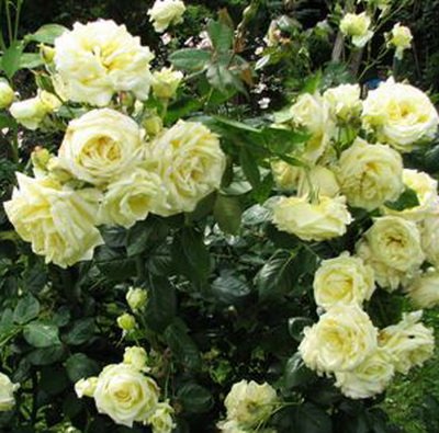 Rosa Elfe_1