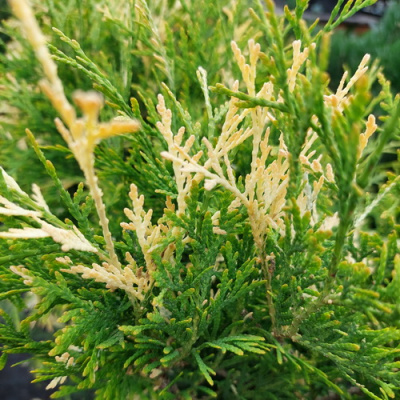 Thuja occidentalis 'Magdalena