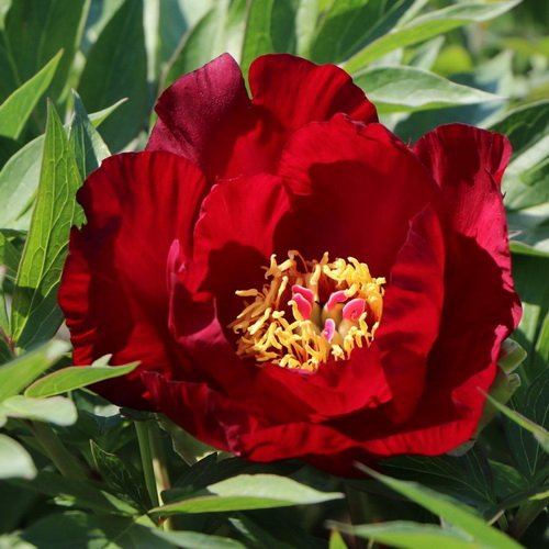 Paeonia Scarlet Heaven_4