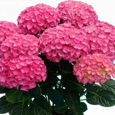 Гортензия Jip Pink
