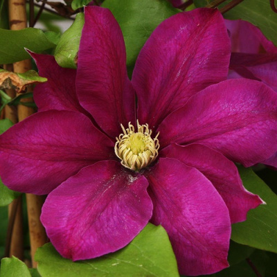 Clematis Vino