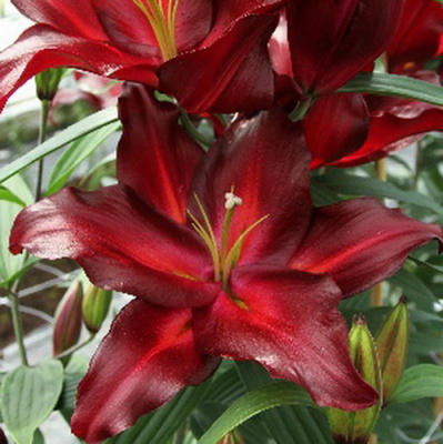 Lilium Avinger