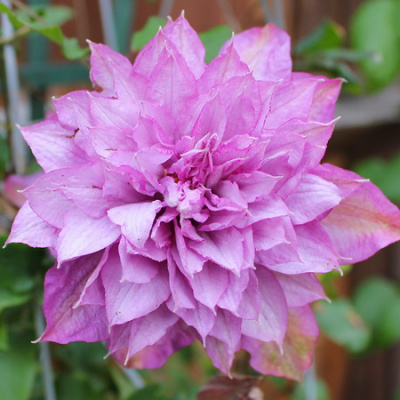 Clematis Proteus