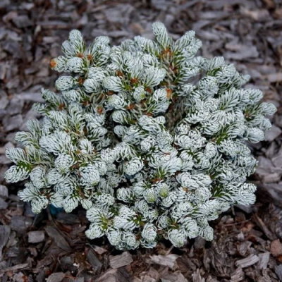 Abies Kohout's Icebreaker