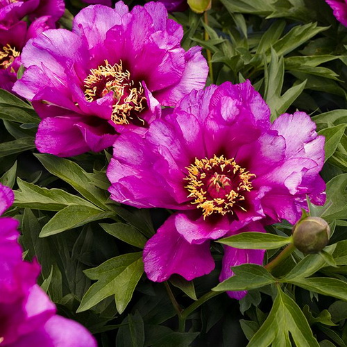 Paeonia itoh Morning Lilac_4