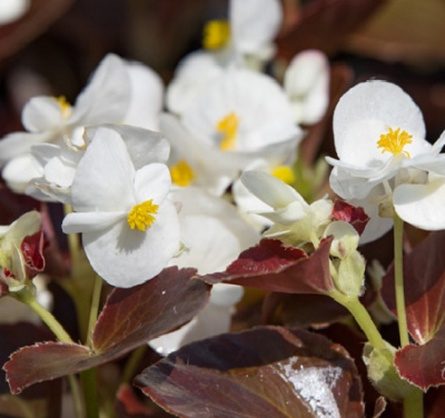 Begonia semperflorens Senator iQ White