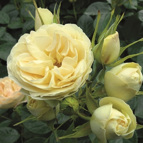 Rosa Bagatelle_2