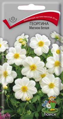 Георгина Мигнон белая
