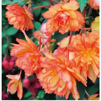 Begonia tud Illumination Golden Picotee
