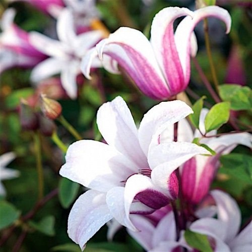 Clematis Princess Kate_0