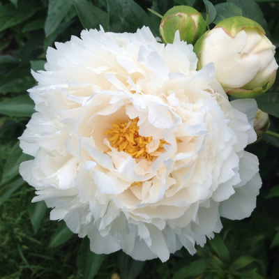 Paeonia Gardenia