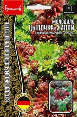 Молодило Цыпочка-Хиппи смесь