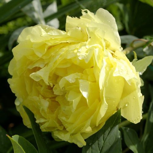 Paeonia