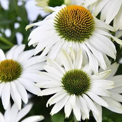 Echinacea Pearl White_2