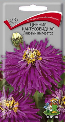 Цинния кактусовидная Лиловый император